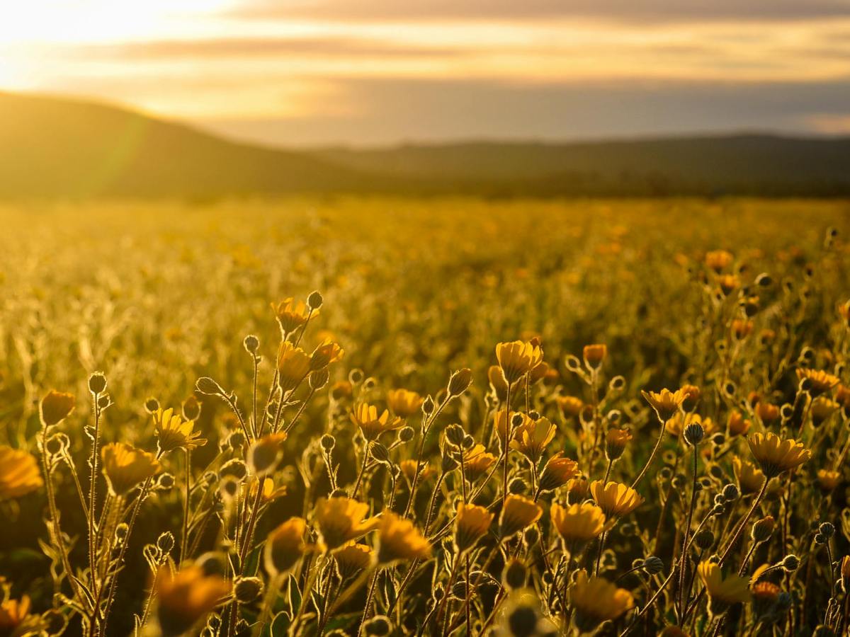 Gold Woven from&nbsp;Straw